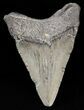 Bargain Megalodon Tooth - South Carolina #43621-1